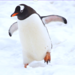 ペン太