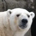 エリザベート